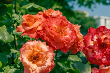 Rose Fairest Cape Orange red roses in the park garden close up view