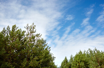 Pine trees against a blue sky with clouds on a sunny day