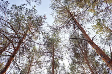 Bottom view of tall old tress in evergreen forest