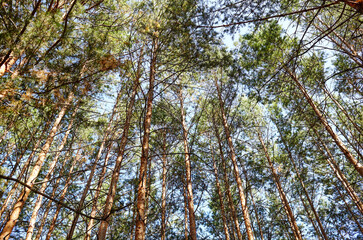 Bottom view of tall old tress in evergreen forest