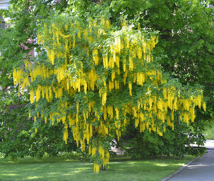 Blooming anagyroid bean (Laburnum anagyroides Medik.) Grows in the city square