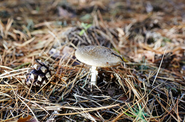 Toxic and hallucinogen mushroom Fly Agaric in needles and leaves on autumn forest background