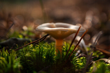 Horizontal close-up object picture of a single creamy white mature edible mushroom with wide cap with a low central region, growing in a lawn in the forest during autumn sunny day