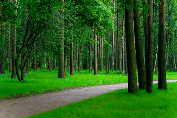 Fototapeta na wymiar The road passing through the green beautiful forest