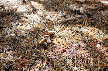Wild mushrooms in autumn forest