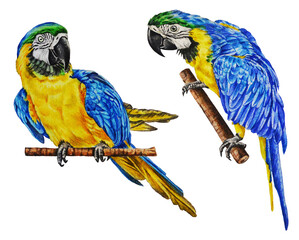Watercolor illustration of realistic blue macaw parrots. Tropical exotic birds on a white background. Hand drawn. Template. Closeup.