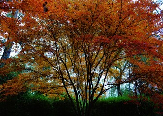 Fototapeta premium autumn in the park, orange Japanese maple tree, leaves in the fall