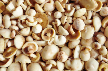 Clean, peeled Suillus mushrooms in bowl