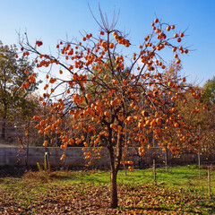 Persimmon tree with ripe fruits in the garden on sunny autumn day. Albania
