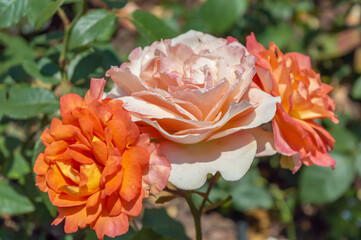 Rose Louis de Funes Orange and white roses in the park garden close up view
