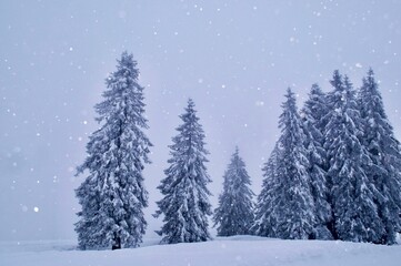 Winter landscape in snowfall - Weisse Weihnacht Landschaft bei Schneefall im Schwarzwald