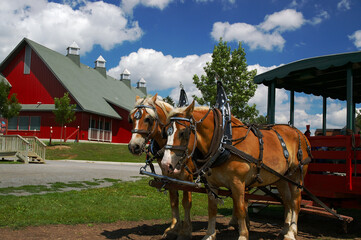 Horse ride at Experimental Farm Ottawa