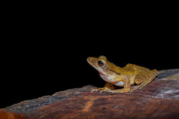 Brown tree frog