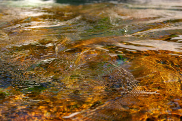 leaves in water