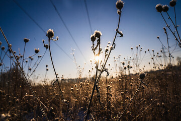 reeds at sunset