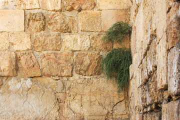 Plants growing on a stone wall