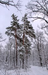  Fabulous winter scene of snow-covered forest and tall pines. High quality photo