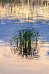 The grass is reflected in quiet water of the lake at sunset, Northern Finland