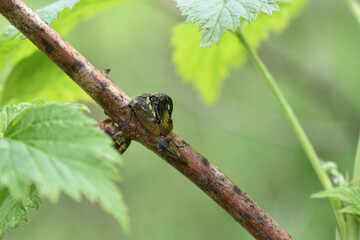 insects on a tree branch in the forest