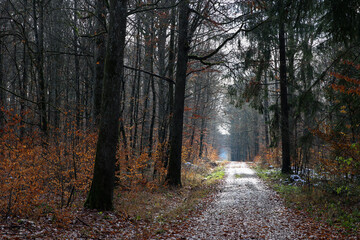 In the forest on an early autumn morning