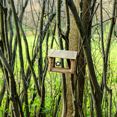 Birds feeder with small bird feeding grits or nut hanging on tree in park on natural background