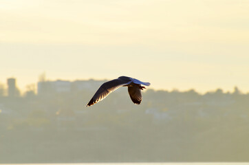 Seagull flying in the morning sky,photo