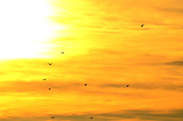 Sea gulls flying in golden sunset sky, photo