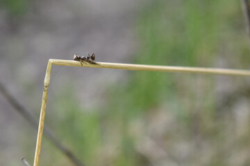insects on a tree branch in the forest