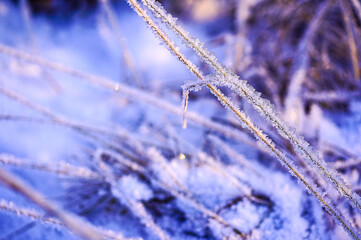 frost on grass