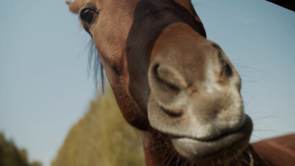 Two cute horse faces poke their noses at the camera to lick it. Warm autumn day, extremely close-up.