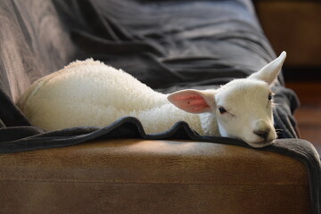 British Texel lamb on sofa