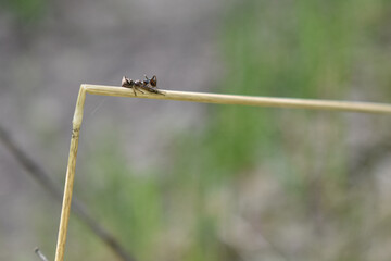 insects on a tree branch in the forest