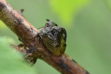 insects on a tree branch in the forest