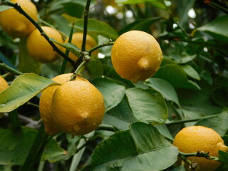 Fresh lemons , or Citrus limon, on a tree after the rain