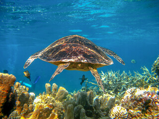 Fototapeta na wymiar turtle and reef