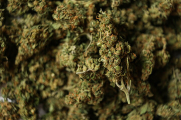 Close up of Medical marijuana flower buds.