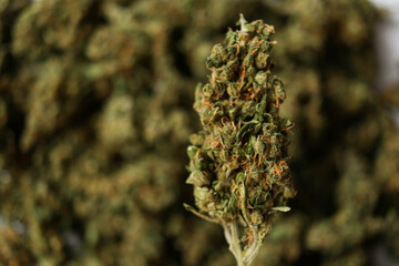 Close up of Medical marijuana flower buds.