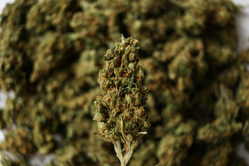 Close up of Medical marijuana flower buds.