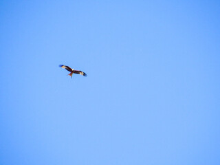 eagle in flight