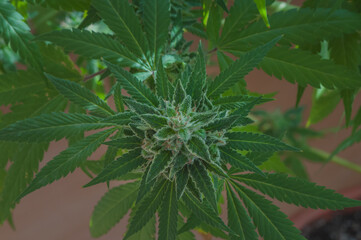 overhead view of a small cannabis sativa flowers starting to grow, showing striking pistils. Female marijuana plant flowering background.