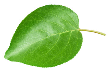 Fototapeta na wymiar Apricot leaf isolated on a white background