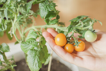 Womans hand, holding Own grown organic yellow cherry tomatoes on windowsill..Home and Balcony gardening.  A home hobby on self-isolation.
