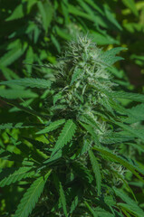 Close up of cannabis sativa bud starting to get full of trichrome, showing striking pistils. Female marijuana plant flowering background.
