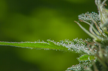 Fototapeta na wymiar macro photography of marijuana flower trichromas. Female cannabis plant almost ready for harvest. trichromas close up.