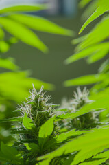 Close up of cannabis sativa plant starting to get full of trichromes, showing striking pistils. Female marijuana plant flowering background.