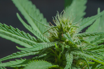 Close up of a small cannabis sativa flowers starting to grow, showing striking pistils. Female marijuana plant flowering background.