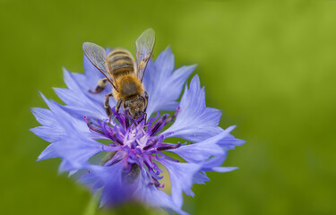 Bee on cornflower flower. Insect collects nectar for honey. Spring or summertime scene
