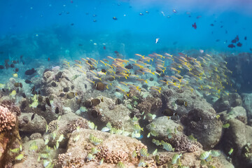Tropical fish swimming underwater over a coral reef 