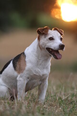 Terrier Sunset Moody