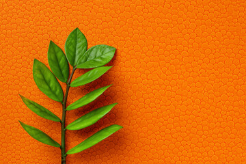 Zuzu plant or Zamioculcas zamiifolia fresh stem with green leaves on a bright orange textured...